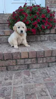 Phillip, a male English Cream Golden Retriever for sale in Hawesville, KY – 2 of 3