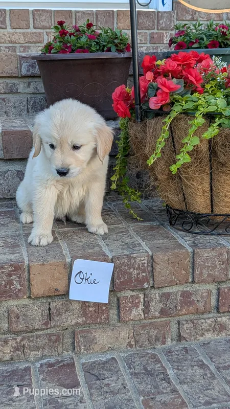 Okie, AKC – Golden Retriever puppy for sale in Hawesville, KY