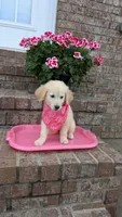 Polliana AKC registrable , a female Golden Retriever for sale in Hawesville, KY – 2 of 8