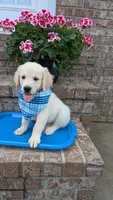 Peter AKC registrable , a male Golden Retriever for sale in Hawesville, KY – 4 of 10