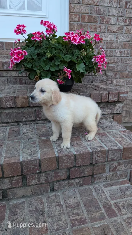 Polliana – English Cream Golden Retriever puppy for sale in Hawesville, KY