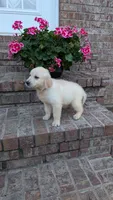Polliana, a female English Cream Golden Retriever for sale in Hawesville, KY – 1 of 4