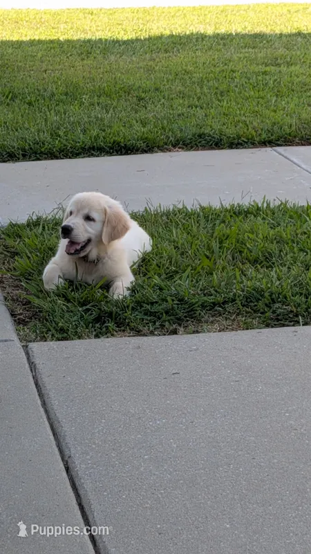 Peanut AKC registrable  – Golden Retriever puppy for sale in Hawesville, KY