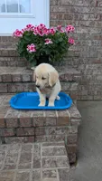 Peanut AKC registrable , a male Golden Retriever for sale in Hawesville, KY – 2 of 7