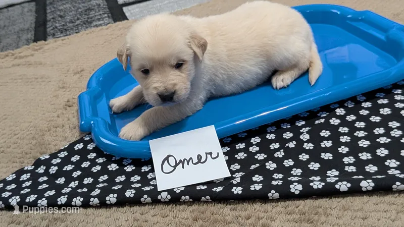 Omer, AKC – Golden Retriever puppy for sale in Hawesville, KY