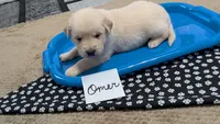 Omer, AKC, a male Golden Retriever for sale in Hawesville, KY – Photo 1 of 3