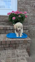 Peanut AKC registrable , a male Golden Retriever for sale in Hawesville, KY – 4 of 7