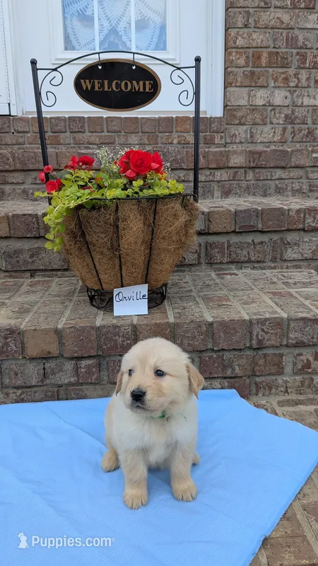 Orville, AKC – Golden Retriever puppy for sale in Hawesville, KY