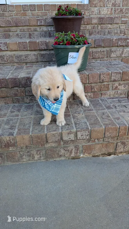 Olson, AKC – Golden Retriever puppy for sale in Hawesville, KY