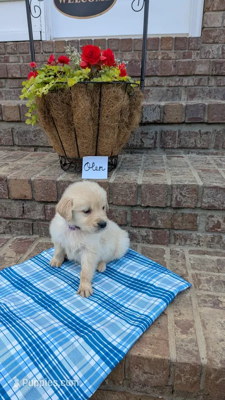 Olen, AKC – Golden Retriever puppy for sale in Hawesville, KY