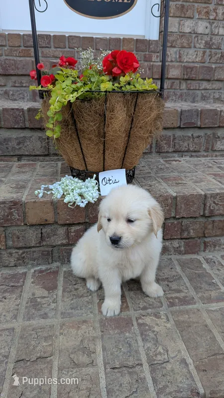 Otis, AKC – Golden Retriever puppy for sale in Hawesville, KY