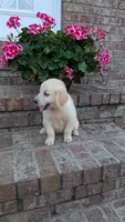Polliana, a female English Cream Golden Retriever for sale in Hawesville, KY – 4 of 4