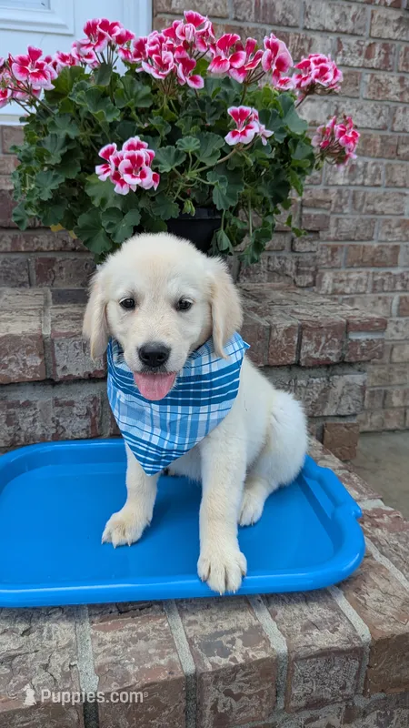 Peter – Golden Retriever puppy for sale in Hawesville, KY