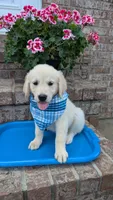 Peter AKC registrable , a male Golden Retriever for sale in Hawesville, KY – 1 of 10