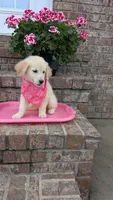Polliana AKC registrable , a female Golden Retriever for sale in Hawesville, KY – 4 of 8