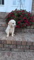Peter, a male English Cream Golden Retriever for sale in Hawesville, KY – 3 of 4