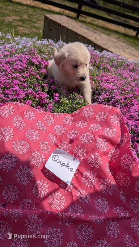 Orpha, AKC – Golden Retriever puppy for sale in Hawesville, KY