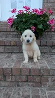 Polliana, a female English Cream Golden Retriever for sale in Hawesville, KY – 2 of 4