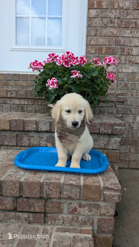 Peanut – Golden Retriever puppy for sale in Hawesville, KY