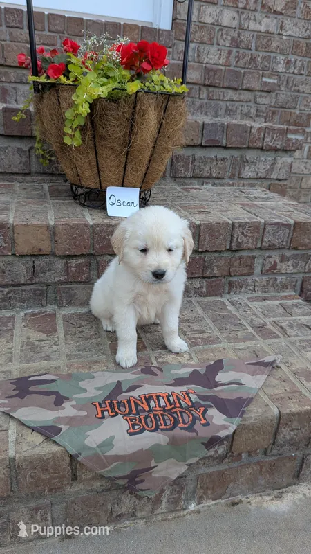 Oscar, AKC – Golden Retriever puppy for sale in Hawesville, KY
