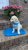 Peter AKC registrable , a male Golden Retriever for sale in Hawesville, KY – 5 of 10
