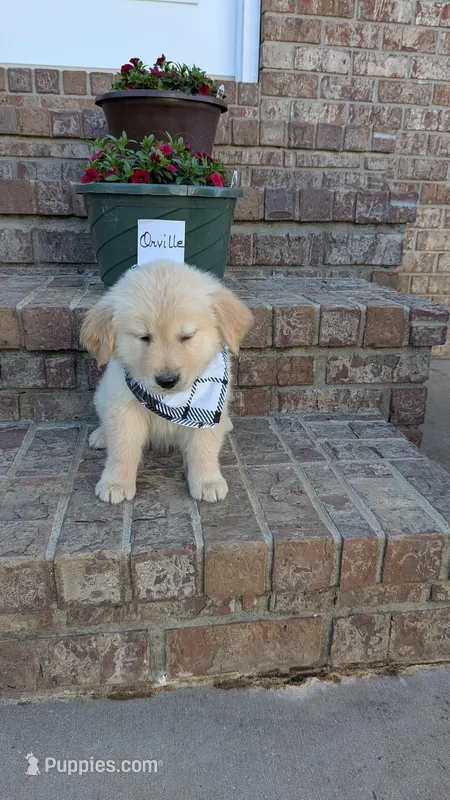 Orville, AKC – Golden Retriever puppy for sale in Hawesville, KY