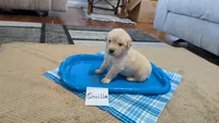 Orville, AKC, a male Golden Retriever for sale in Hawesville, KY – Photo 1 of 3
