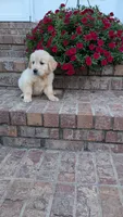 Peanut, a male English Cream Golden Retriever for sale in Hawesville, KY – 3 of 3