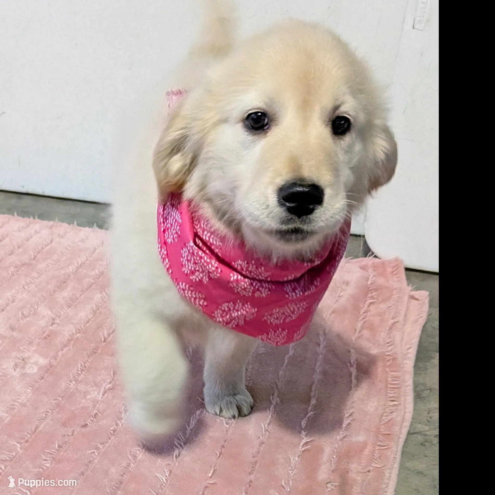 Nattie, AKC, reduced price , a female Golden Retriever for sale in Hawesville, KY – Photo 4 of 4