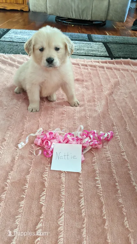 Nattie, AKC
