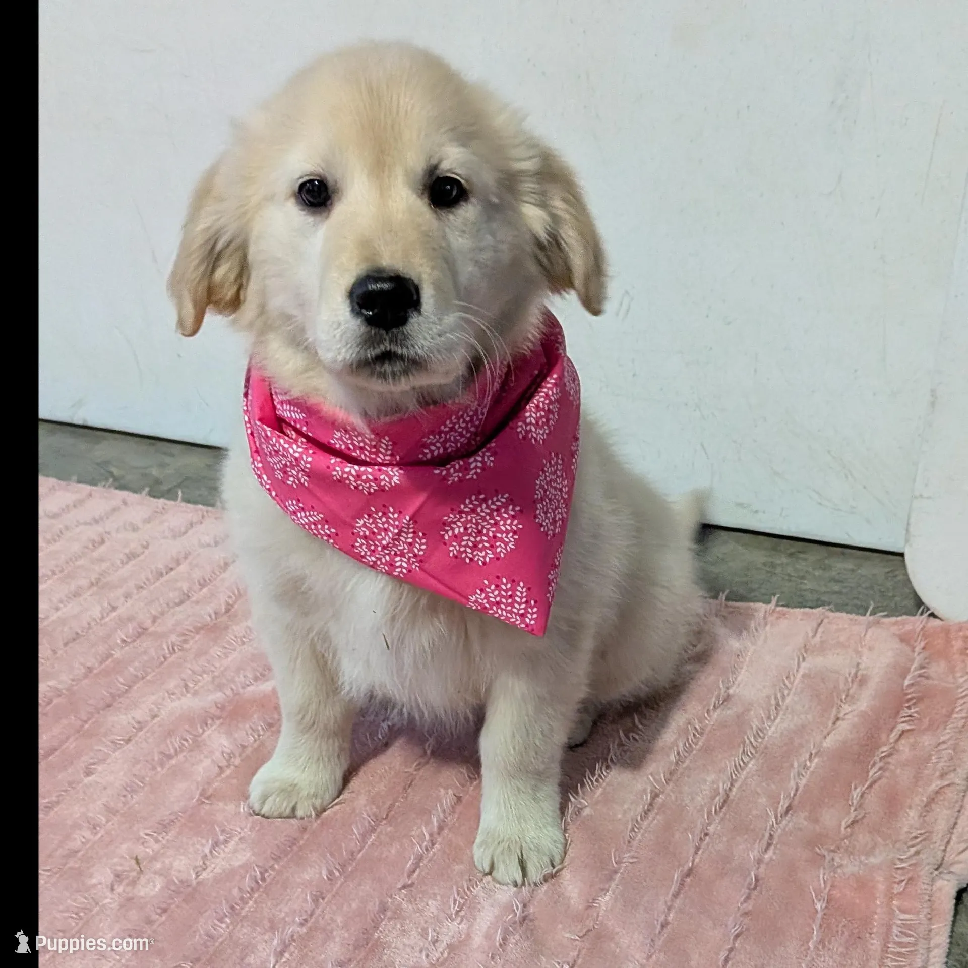 Nattie, AKC, reduced price , a female Golden Retriever for sale in Hawesville, KY – Photo 3 of 4