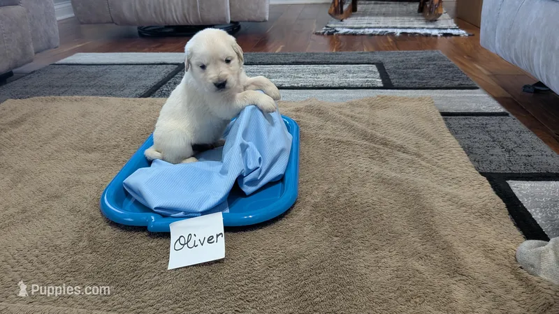 Oliver, AKC – Golden Retriever puppy for sale in Hawesville, KY