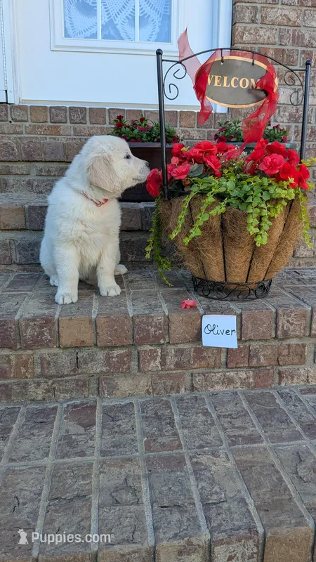 Oliver, AKC – Golden Retriever puppy for sale in Hawesville, KY