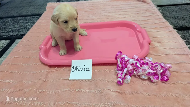 Olivia, AKC – Golden Retriever puppy for sale in Hawesville, KY