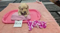 Olivia, AKC, a female Golden Retriever for sale in Hawesville, KY – Photo 3 of 4