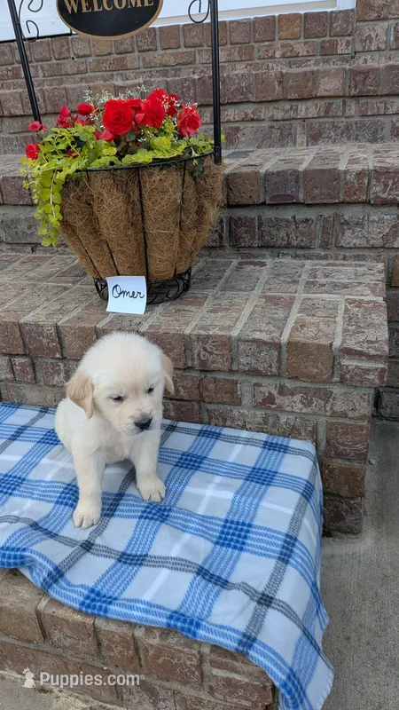 Omer, AKC – Golden Retriever puppy for sale in Hawesville, KY