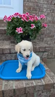 Peter AKC registrable , a male Golden Retriever for sale in Hawesville, KY – 2 of 10
