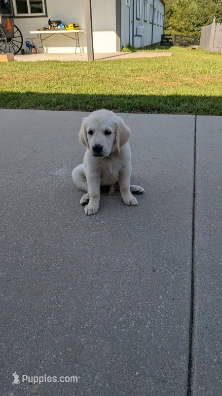 Peter AKC registrable  – Golden Retriever puppy for sale in Hawesville, KY