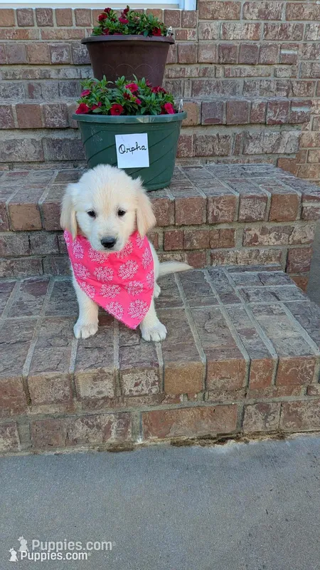 Orpha, AKC – Golden Retriever puppy for sale in Hawesville, KY