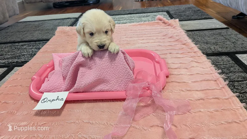 Orpha, AKC – Golden Retriever puppy for sale in Hawesville, KY