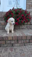 Peanut, a male English Cream Golden Retriever for sale in Hawesville, KY – 2 of 3