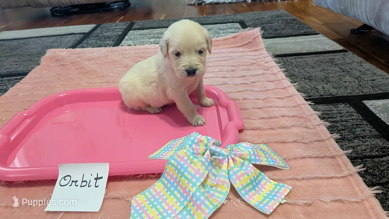 Orbit, AKC – Golden Retriever puppy for sale in Hawesville, KY