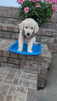 Peanut AKC registrable , a male Golden Retriever for sale in Hawesville, KY – 3 of 7
