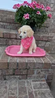 Polliana AKC registrable , a female Golden Retriever for sale in Hawesville, KY – 3 of 8