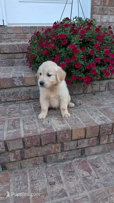 Phillip – English Cream Golden Retriever puppy for sale in Hawesville, KY