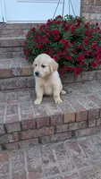 Phillip, a male English Cream Golden Retriever for sale in Hawesville, KY – 1 of 3