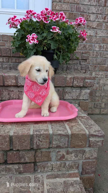 Polliana – Golden Retriever puppy for sale in Hawesville, KY