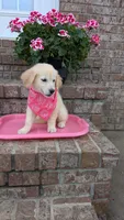 Polliana AKC registrable , a female Golden Retriever for sale in Hawesville, KY – 1 of 8