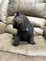 Honey, a female Doxiepoo for sale in Adairsville, GA – 5 of 10