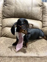 Toby, a male Miniature Dachshund for sale in Adairsville, GA – 4 of 8